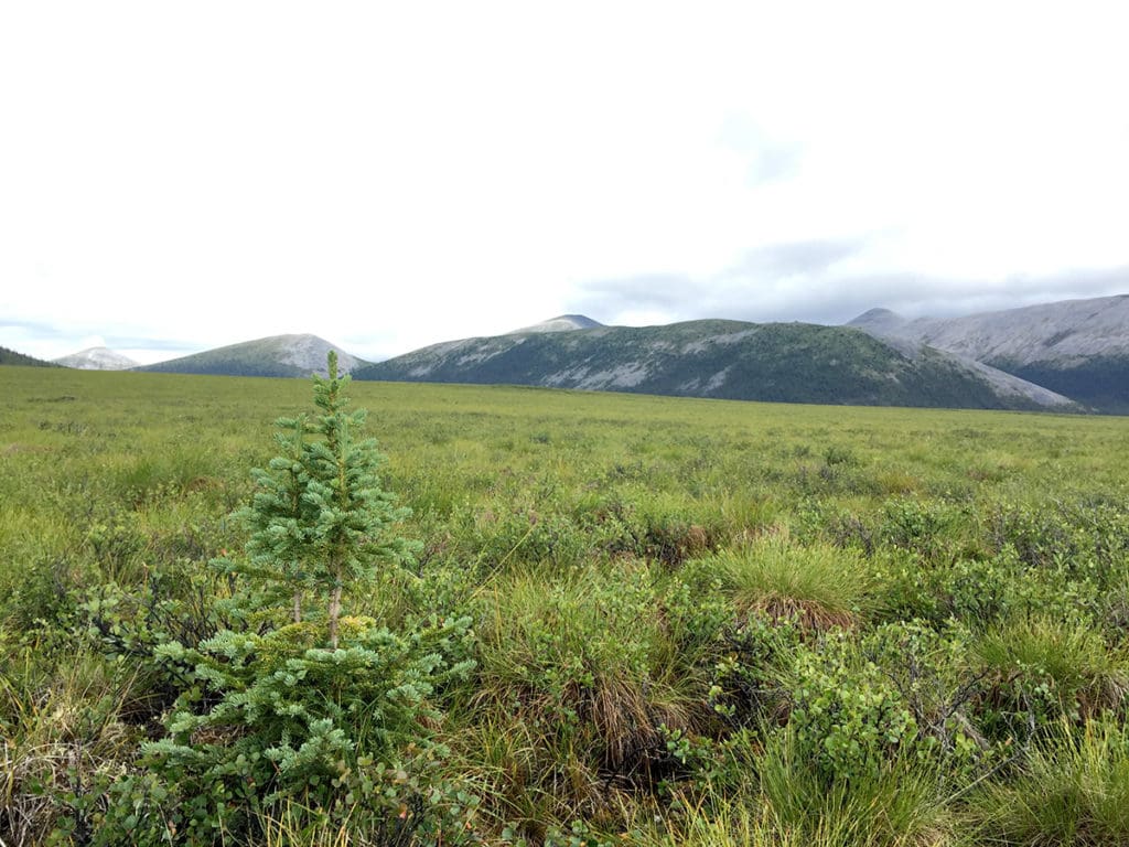 A spruce grows out in the tundra near Yukon Territory's Tombstone Mountains. Photo: Kirsten Reid 