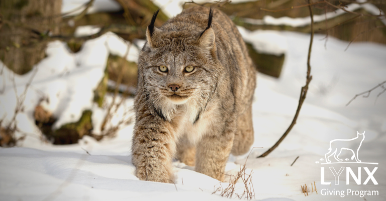 A lynx walks through a winter forest