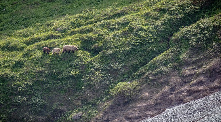 Grizzly bears in the Hart Range