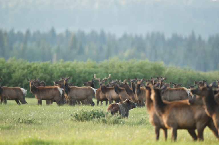 A grizzly bear is surrounded by an elk herd