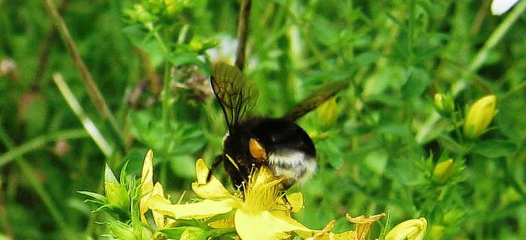 Idaho bee