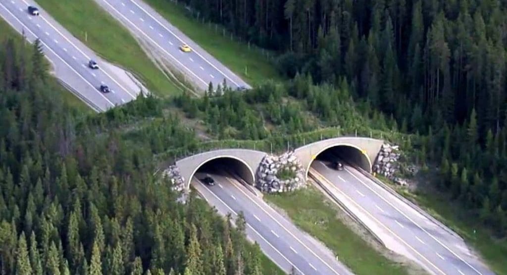 Banff National Park wildlife overpass