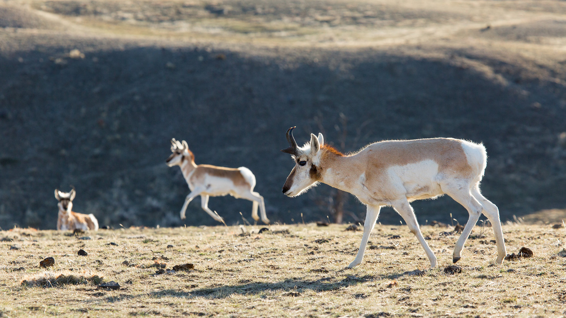Pronghorn near the North Entrance