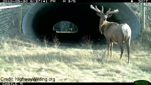 Elk in Banff National Park Underpass