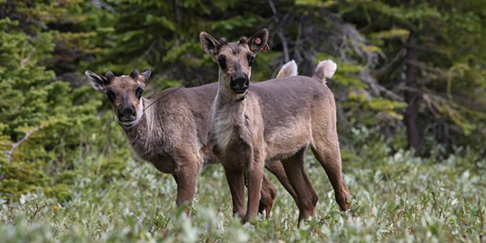 Northern B.C. mountain caribou