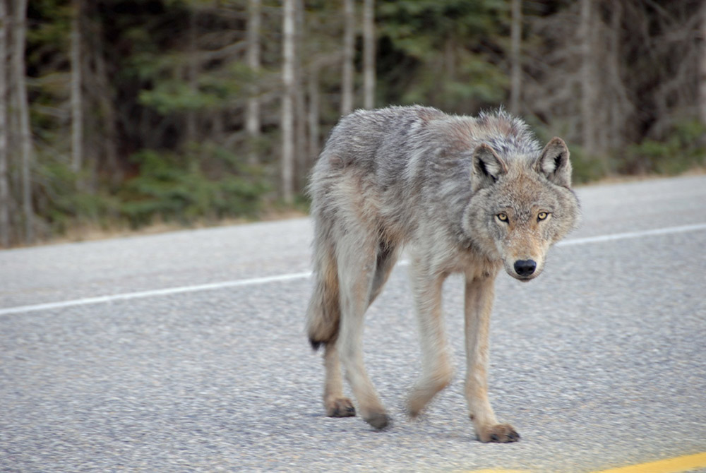 Alberta wolf