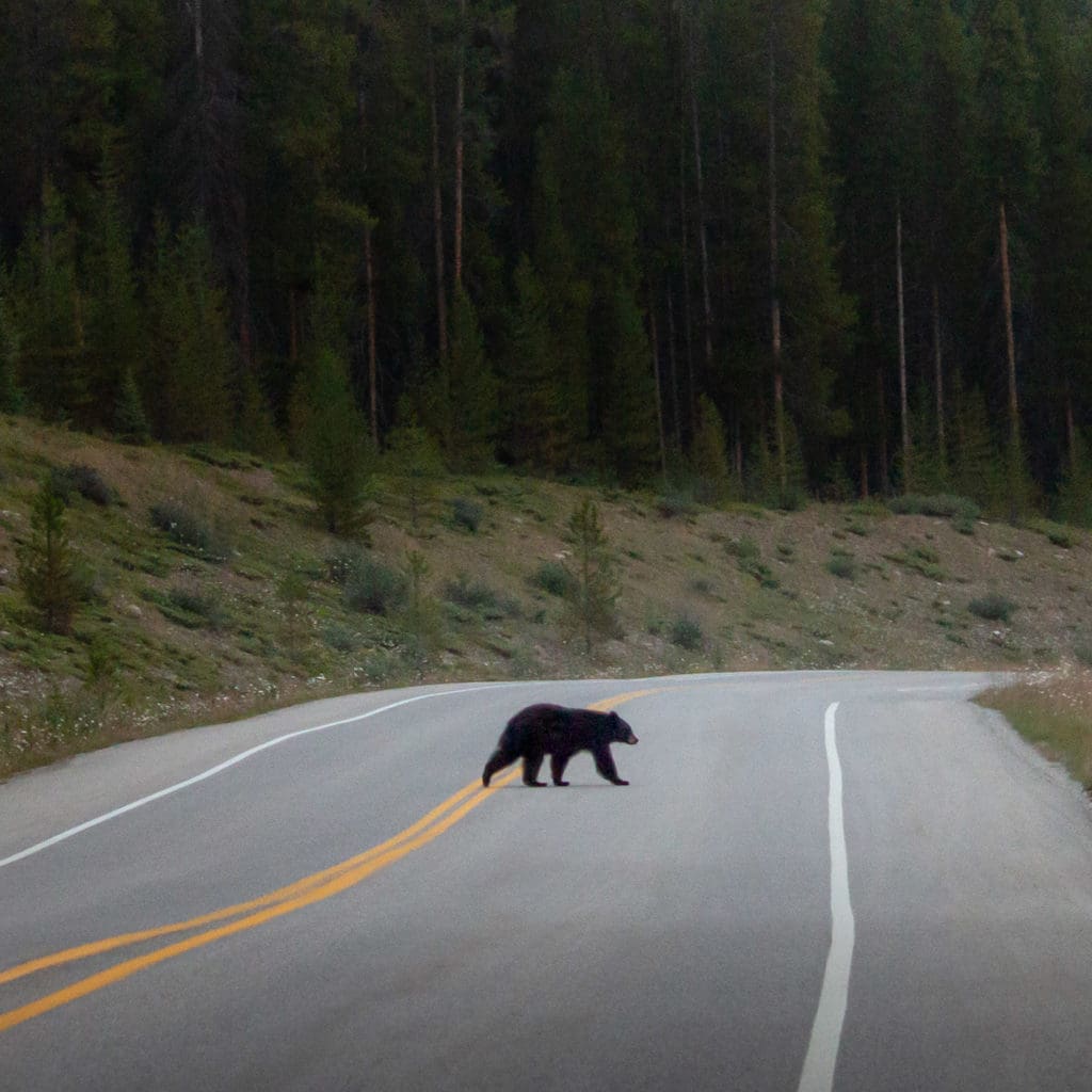 Black bear crosses highway | Yellowstone to Yukon Conservation Initiative