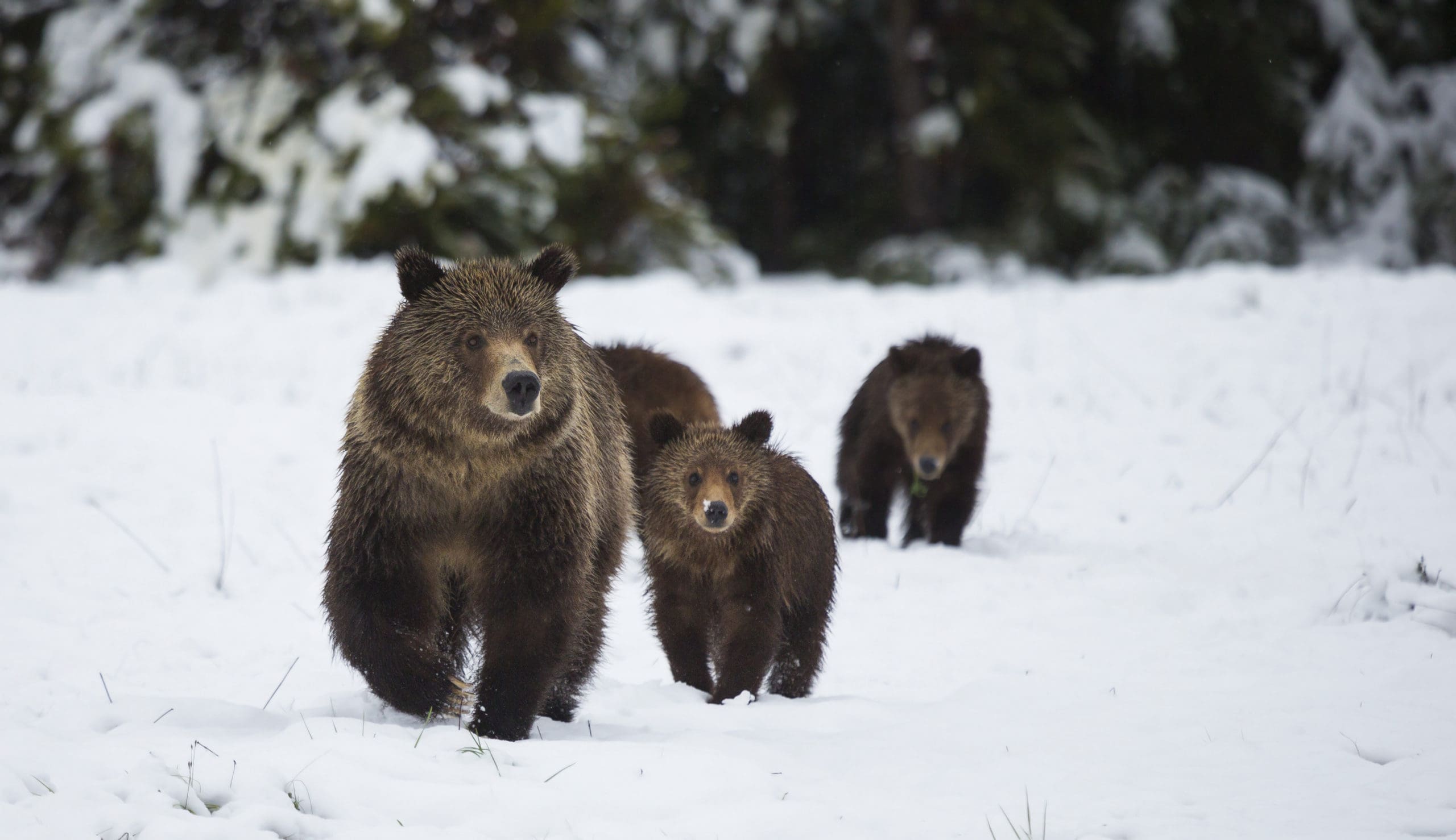Family of grizzlies walk through the snow