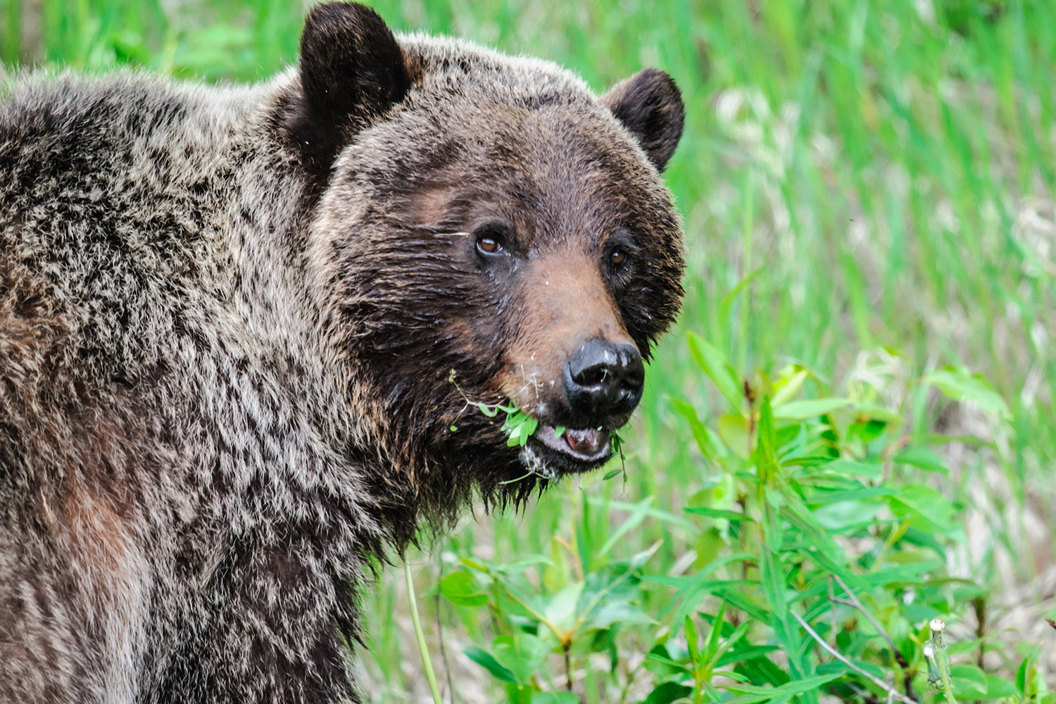 A grizzly bear with a mouthful of greens looks at the camera