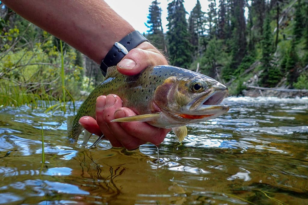 Westslope cutthroat trout in Alberta's headwaters