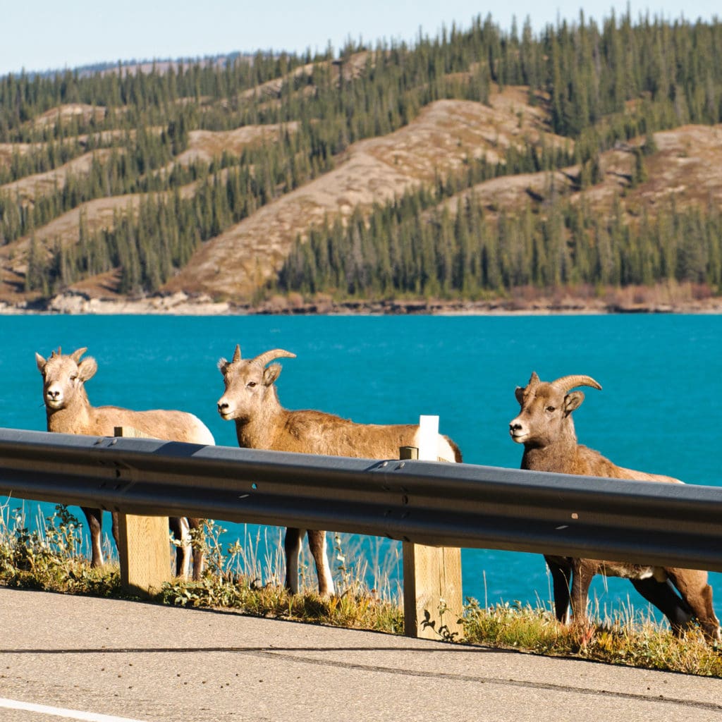 Bighorn sheep on side of road | Yellowstone to Yukon Conservation Initiative