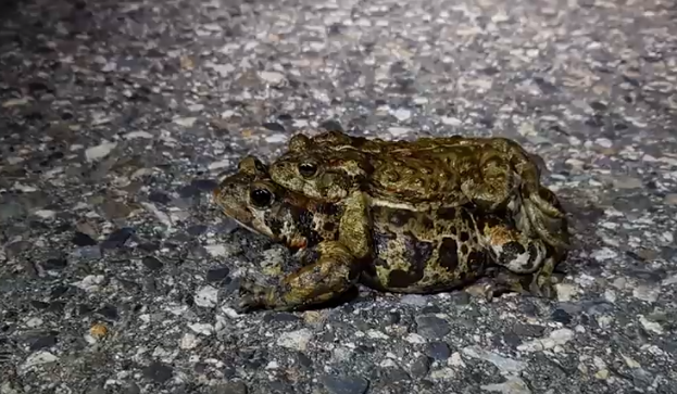 Helping western toads cross roads