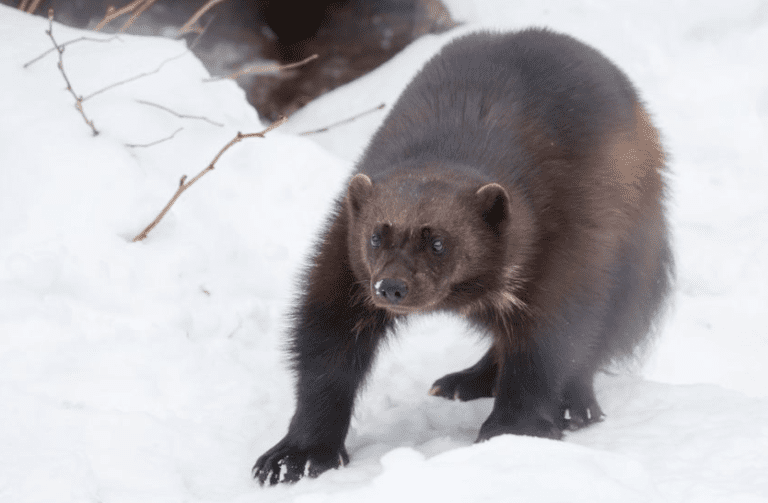 Protected areas alone not enough to help climatesensitive wolverines