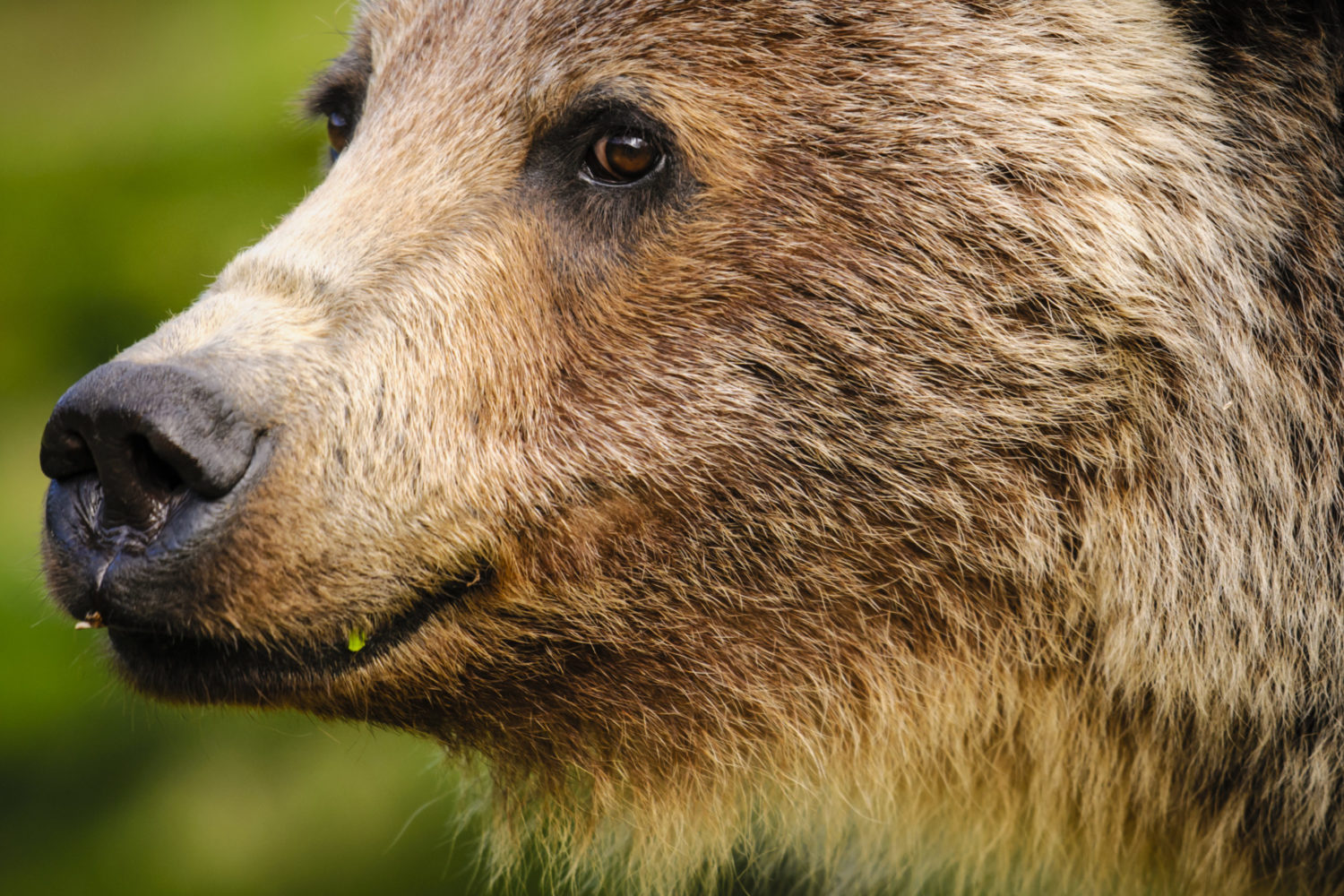 Grizzly | Yellowstone to Yukon Conservation Initiative