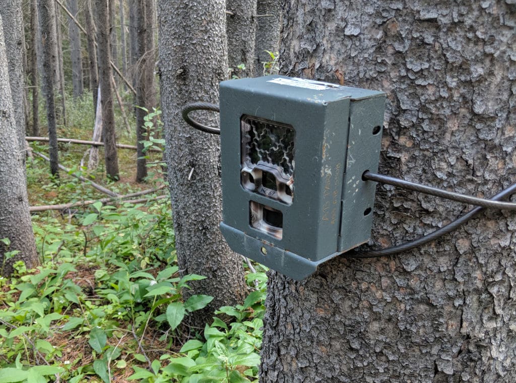 Remote wildlife camera in Alberta