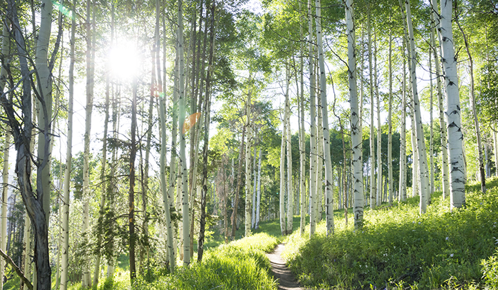 A pathway through aspen trees in the summertime