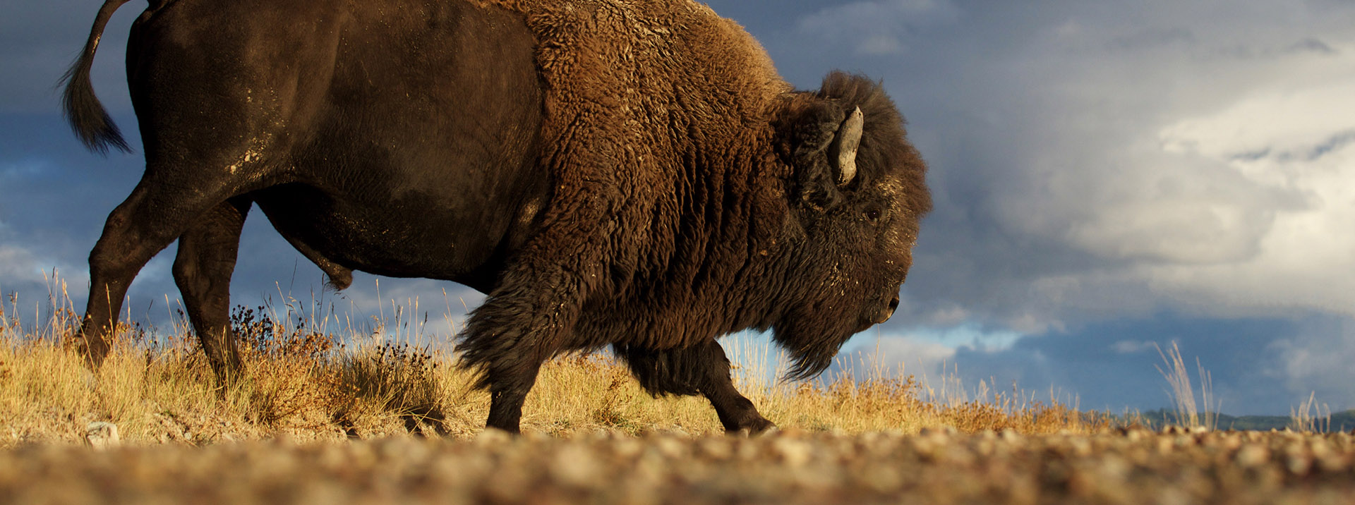 A bison on the prairie