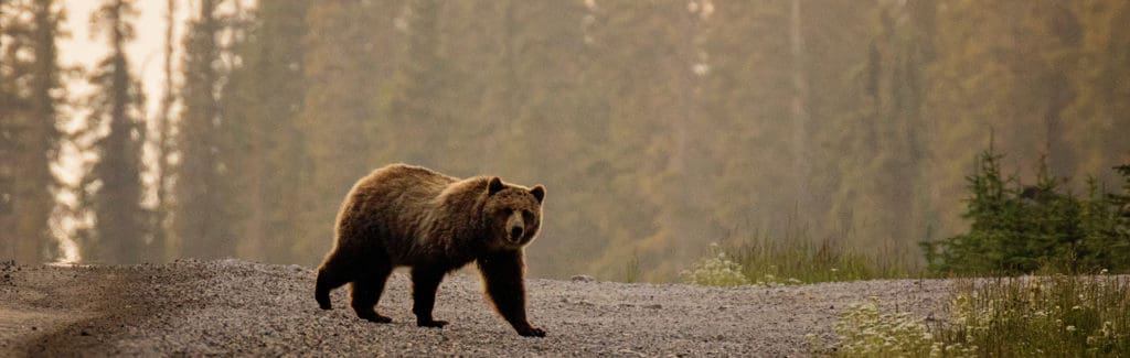 Grizzly bear crosses a gravel road