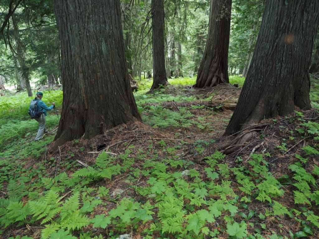Trees in southeastern British Columbia's inland temperate rainforest, also habitat for endangered mountain caribou. Since 2014, more than 850-square-kilometres of B.C.’s caribou critical habitat have been destroyed, a slow decay in the most important places for this species. Protecting habitat is particularly important as it ensures if/when a caribou recovery plan is finally implemented, remaining caribou have a place to go to, new research shows. Credit: Douglas Thorburn