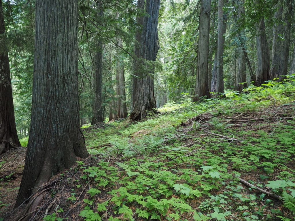 Old growth forest BC