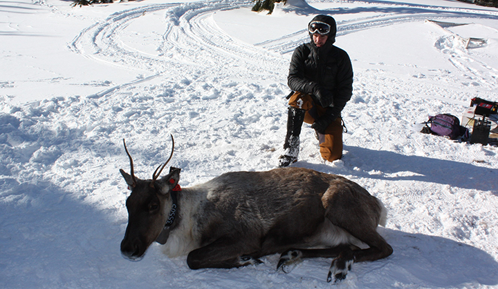 Researcher kneeling by caribou laying in snow in maternal pen
