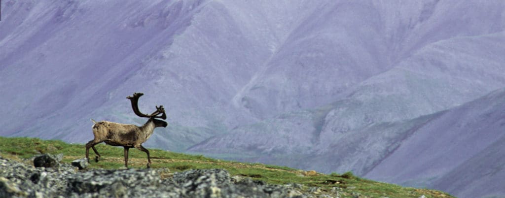A caribou in Yukon Territory