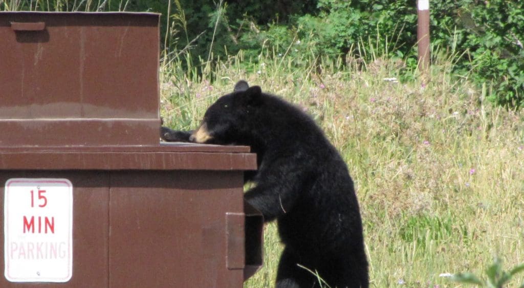 Bear Identification & Signs (Be Bear Aware) - IGBC