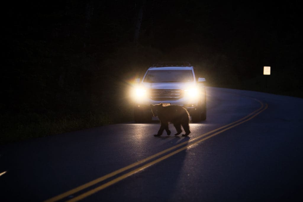 A black bear crosses a road at dusk