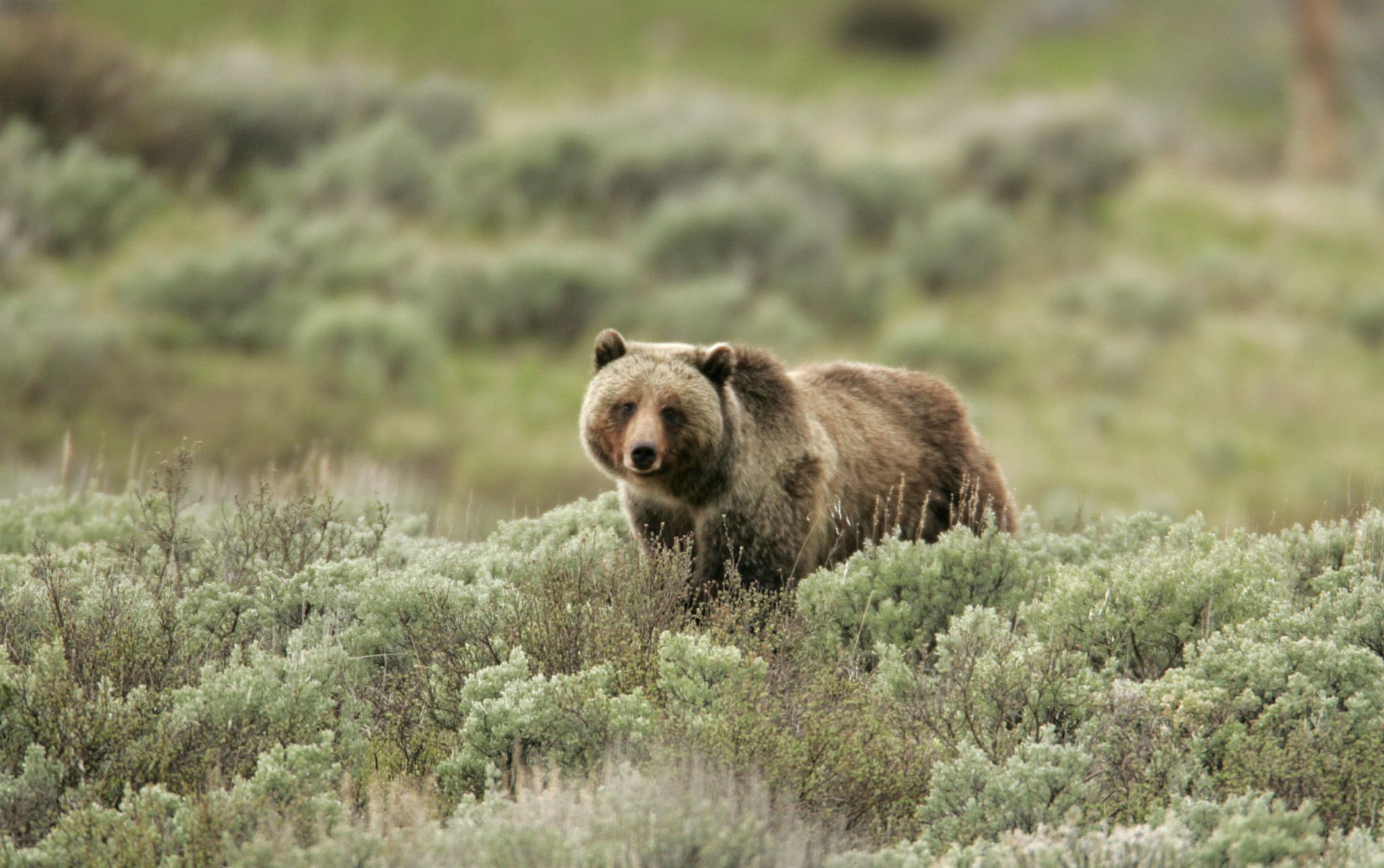 Why are grizzly bears called umbrella species? - Yellowstone to Yukon ...