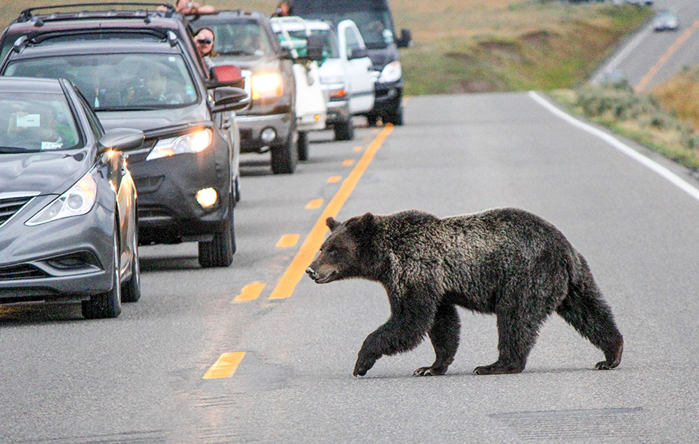 Grizzly bear connectivity