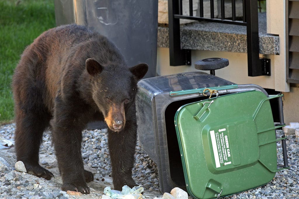 A black bear attempts to access a trash can