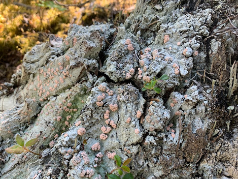 Fairy barf lichen