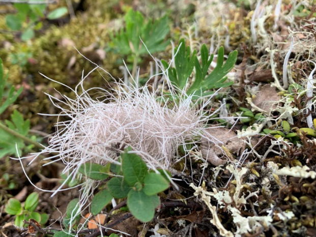 Tuft of caribou hair near lichen
