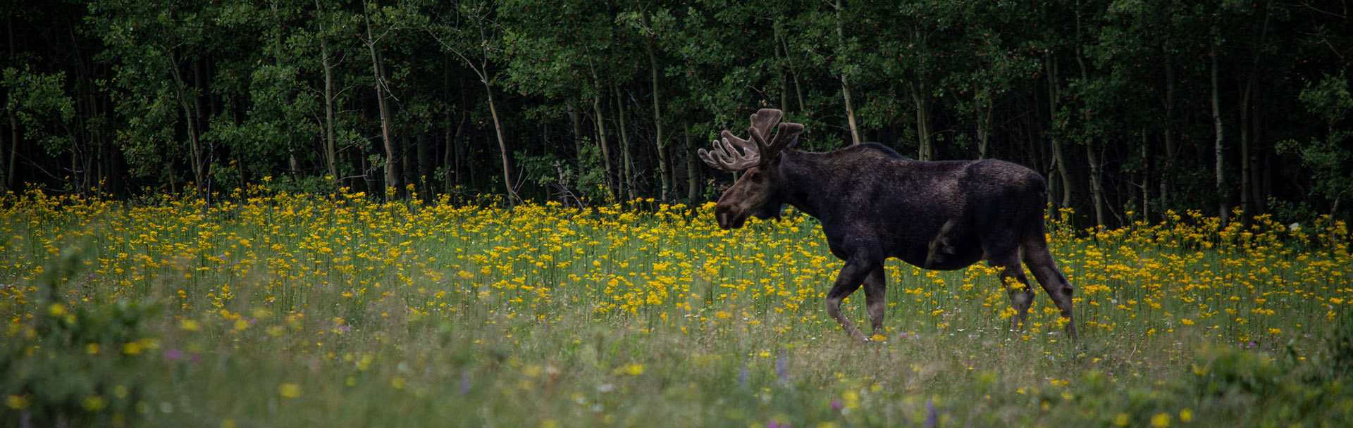 Moose in Glacier National Park