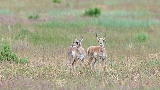 Two pronghorn in a grassy field. National Park Services