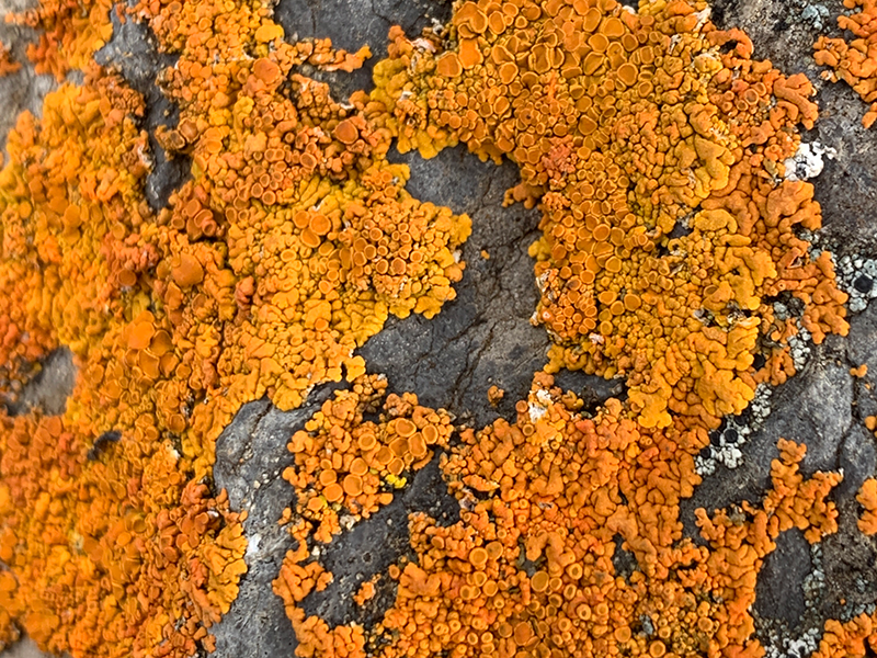 Sunburst lichen