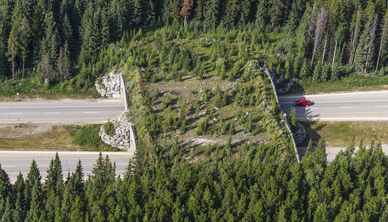 Aerial wildlife crossing in Banff National Park