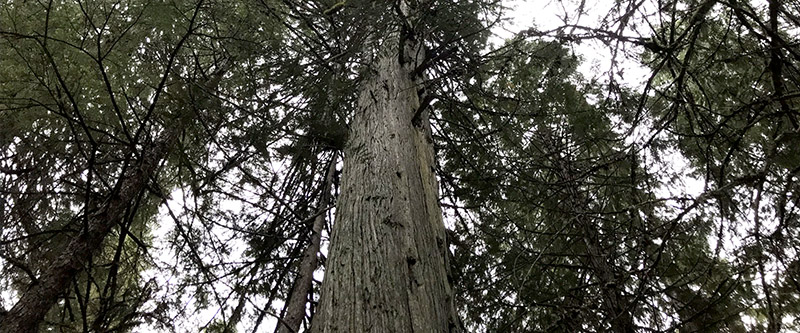 Giant old growth trees make up a forest in b.c.'s inland temperate rainforest