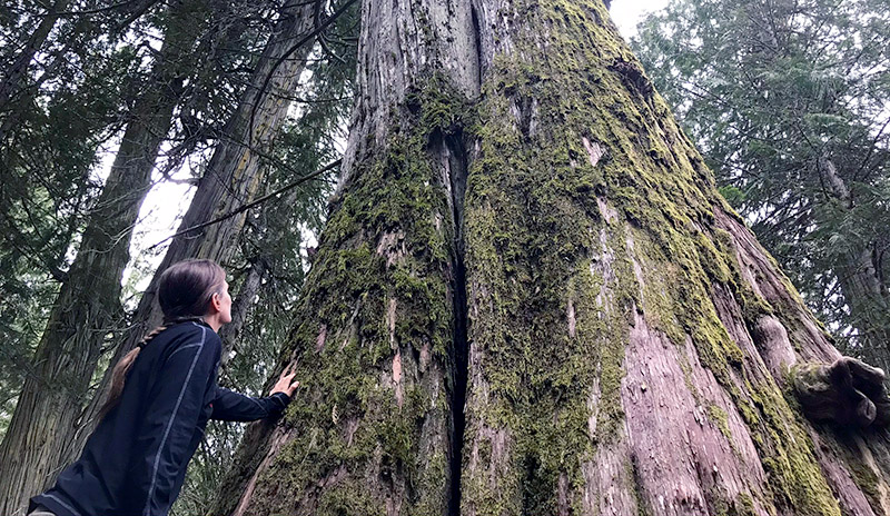 Incommapleux old growth