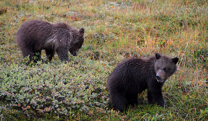 Baby grizzly bear cubs in the Canadian Rockies