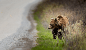 Grizzly bear near road