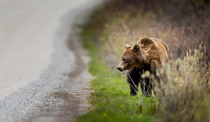 Grizzly bear near road