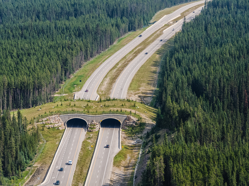Banff National Park overpass and wildlife crossing