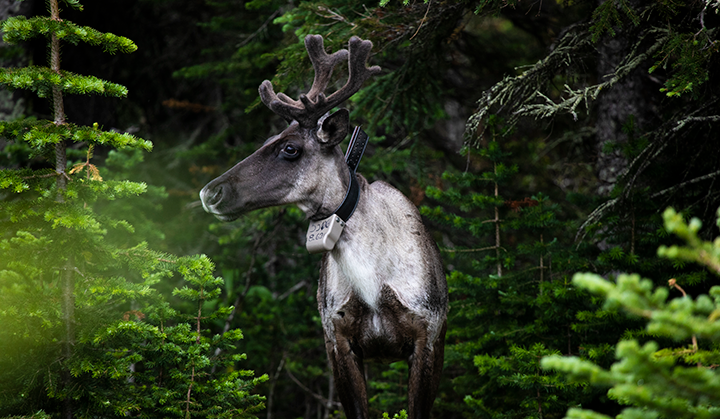 Mountain caribou by David Moskowitz