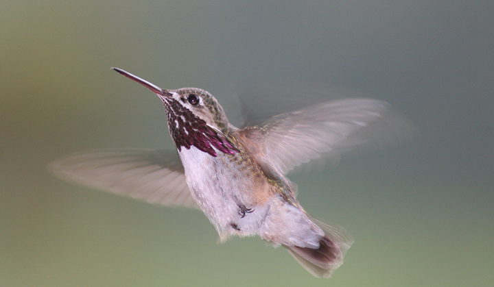 Close-up of a Calliope hummingbird in flight