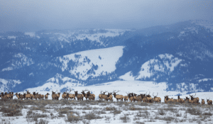 A large herd of elk lining a snowy landscape