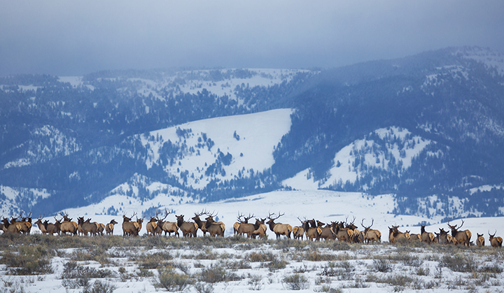 A large herd of elk lining a snowy landscape