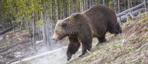 Grizzly bear