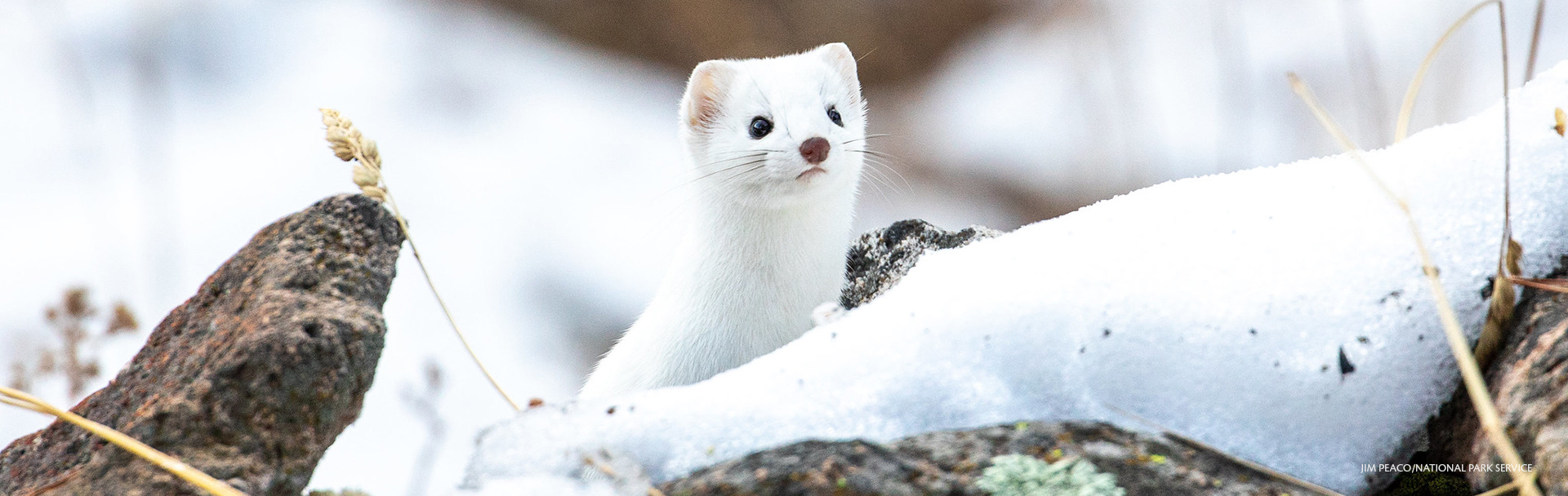 Yellowstone long-tail weasel, Jim Peaco/National Park Services