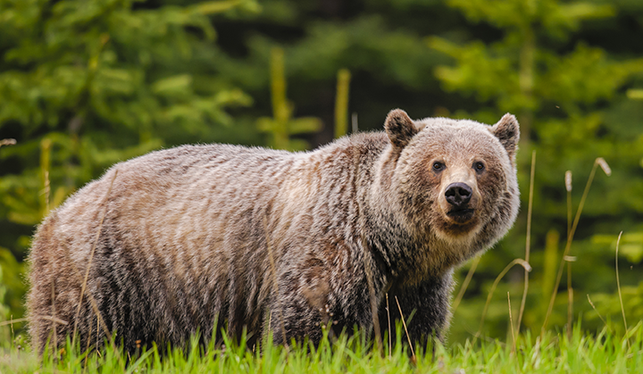 Adult grizzly bear in grassy landscape